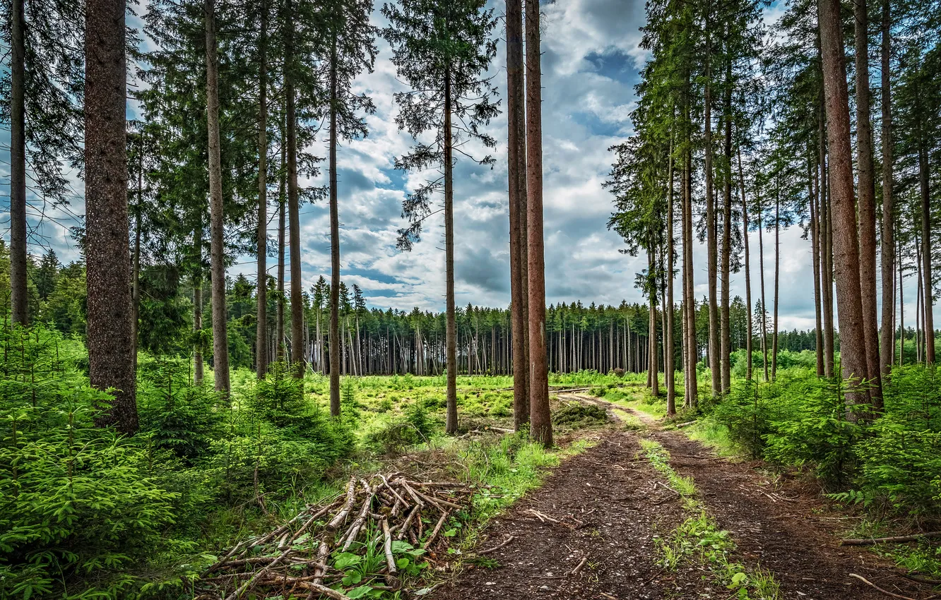 Фото обои дорога, зелень, лес, небо, облака, деревья, ветки, стволы