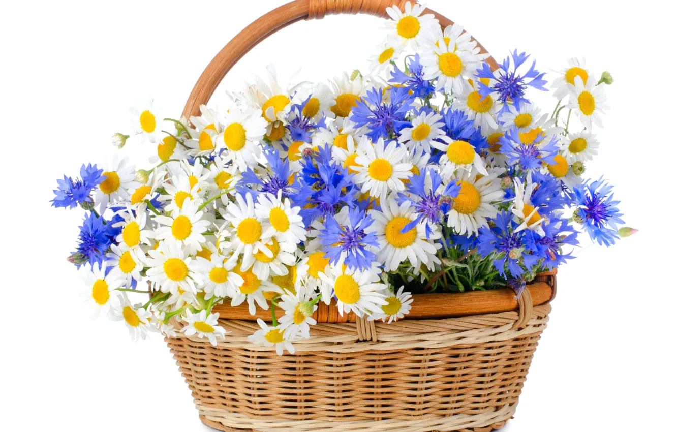 Фото обои корзина, ромашки, васильки, полевые цветы, белый фон