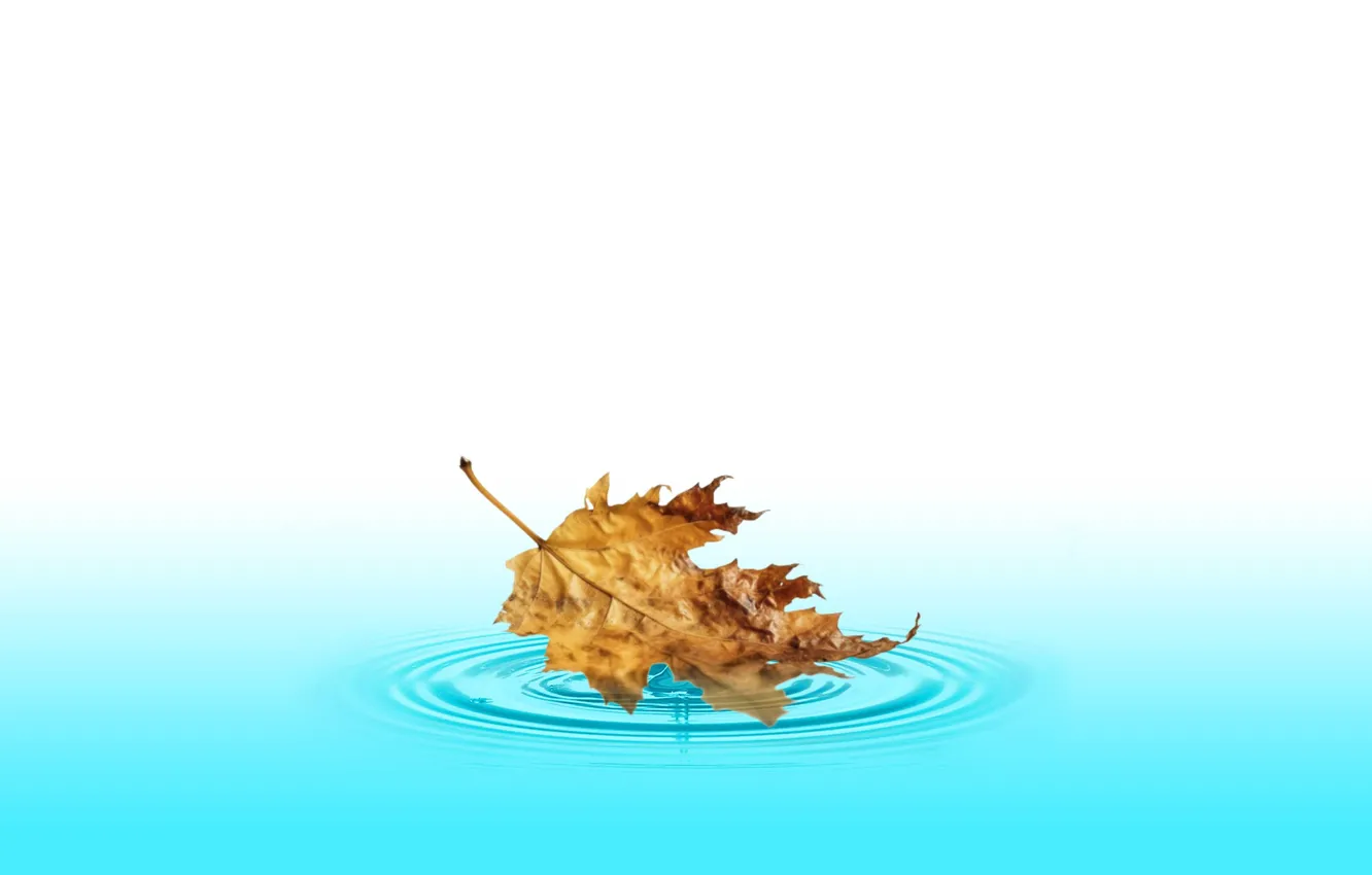 Фото обои water, autumn, fall, leave