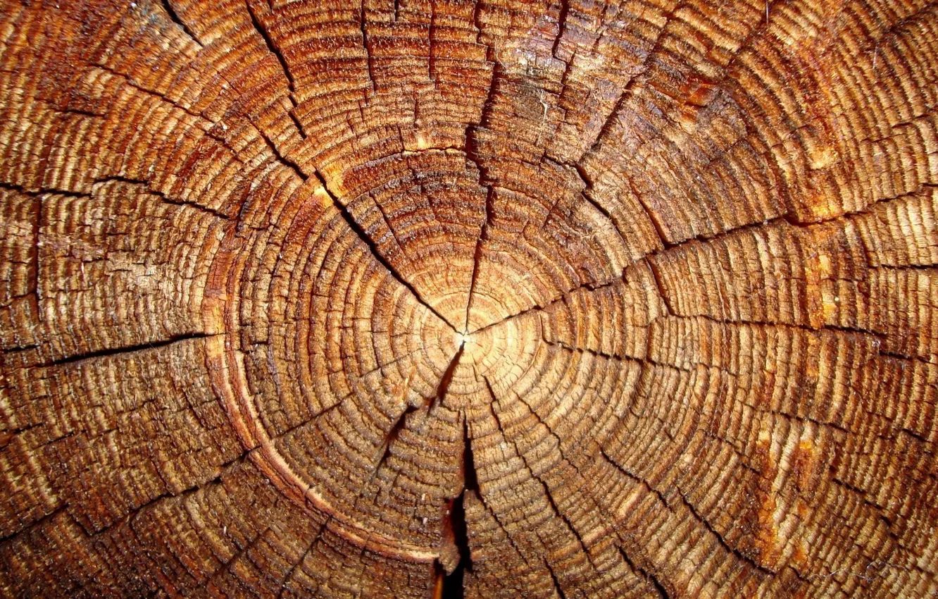 Фото обои wood, pattern, rings, cutting