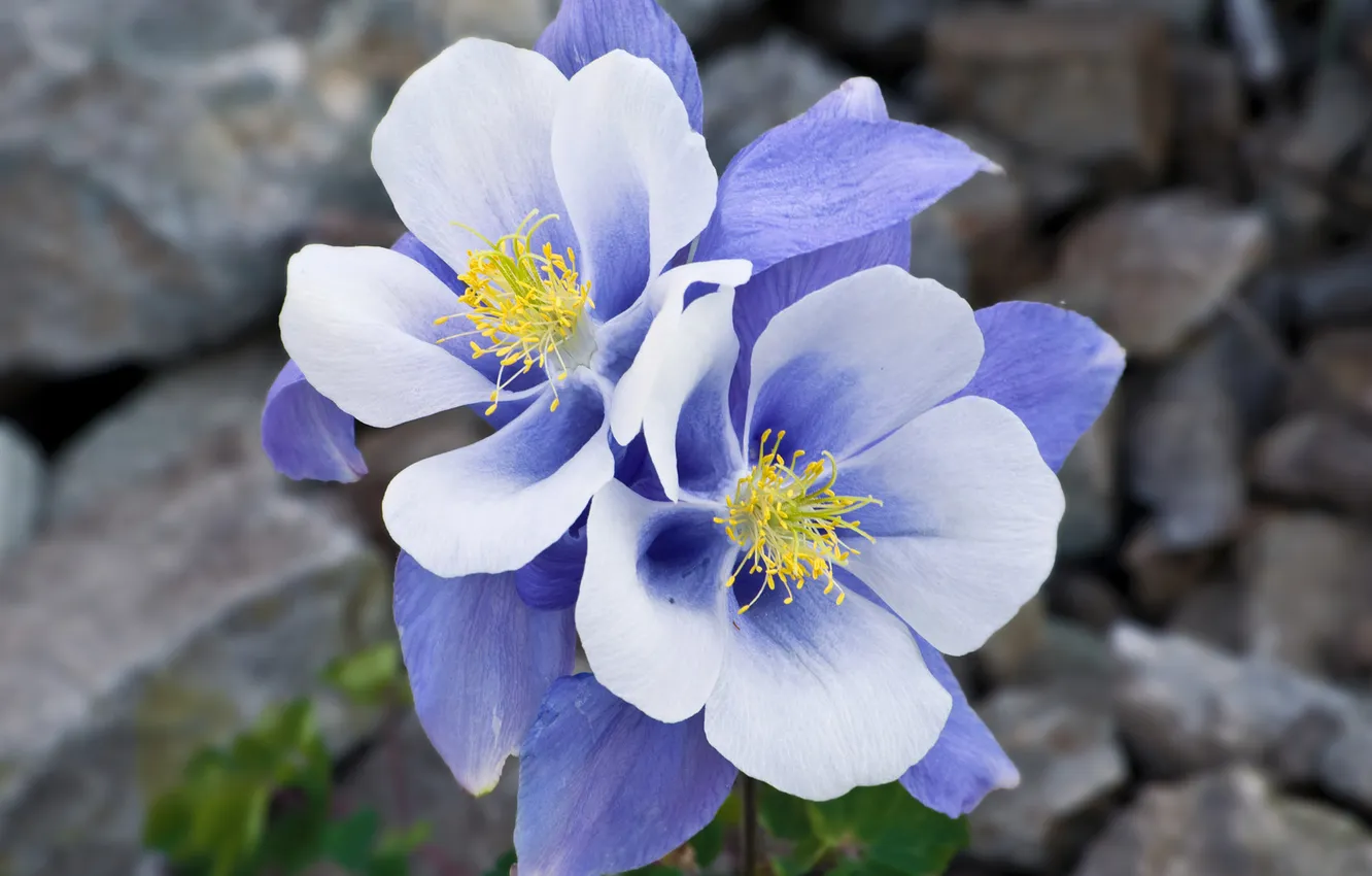 Фото обои макро, цветы, синий, камни, голубой, нежность, Aquilegia, аквилегия