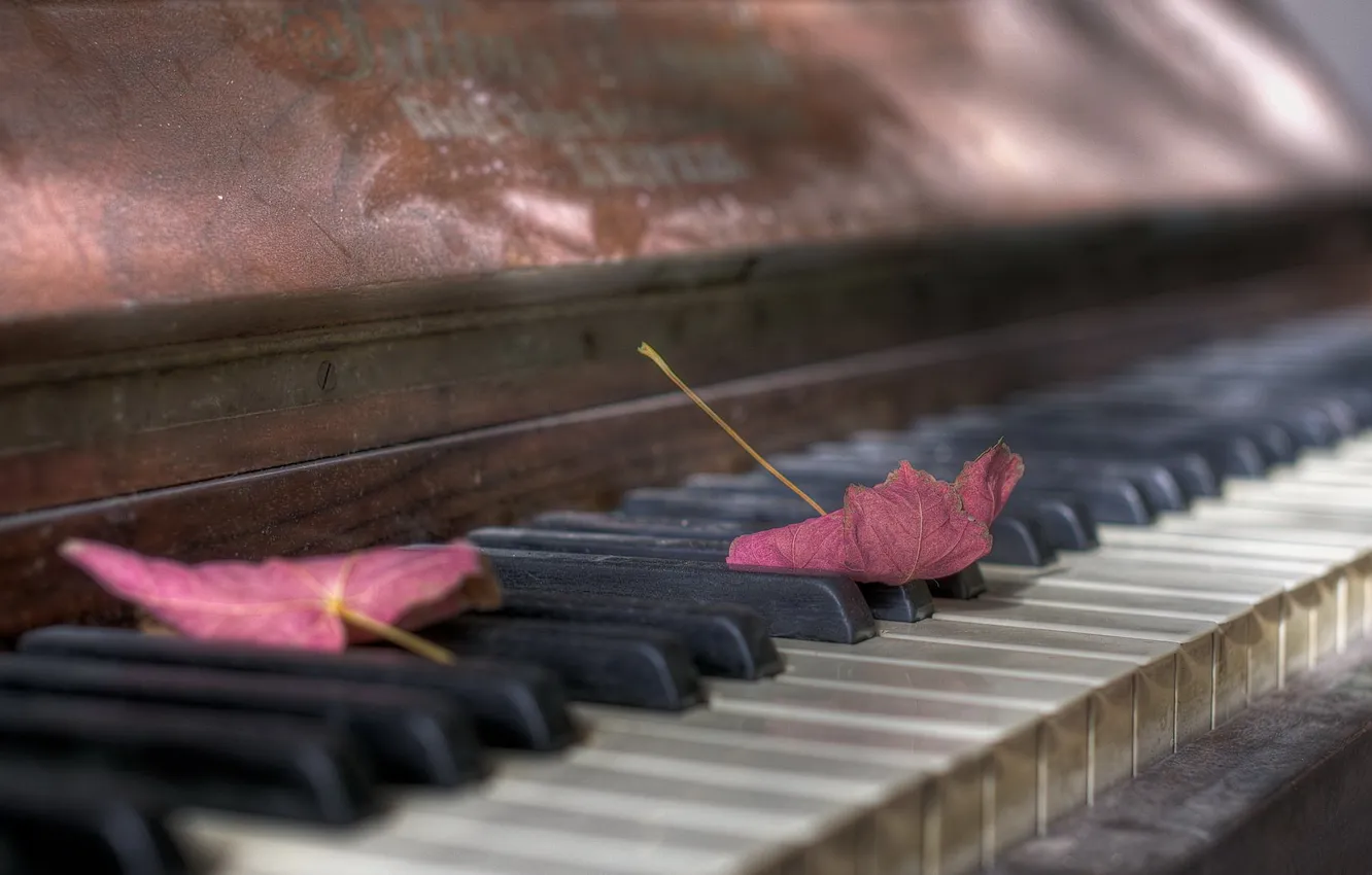 Фото обои листья, музыка, пианино