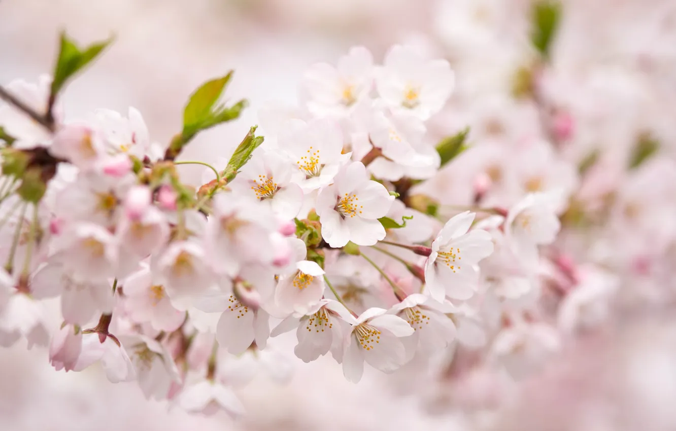 Фото обои цветы, розовая, нежность, ветка, весна, лепестки, размытость, сакура