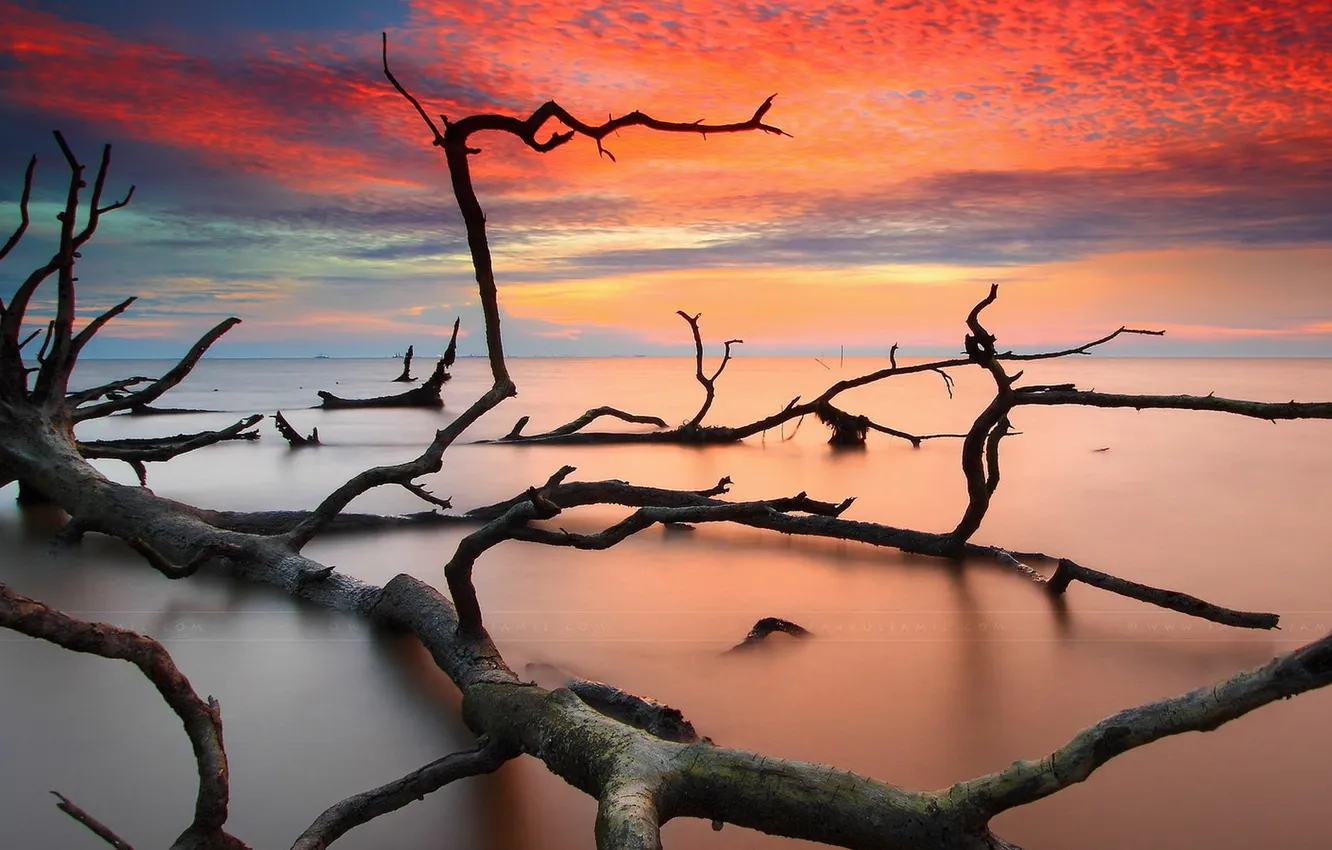 Фото обои море, пейзаж, закат, дерево