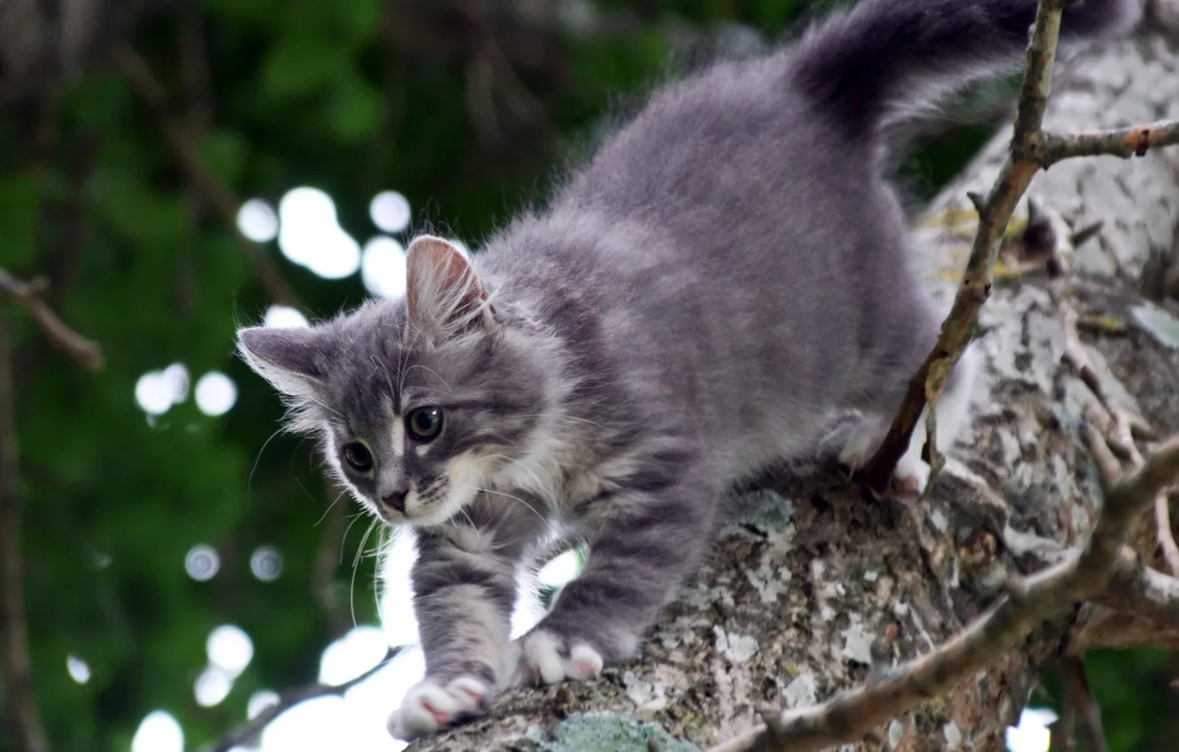 Фото обои кошки, серый, дерево, катейка