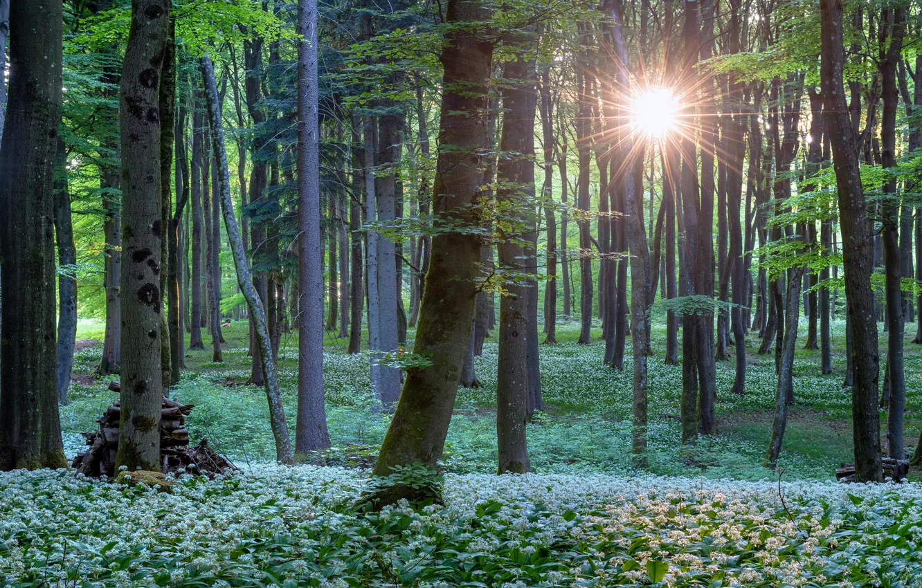 Фото обои лес, лето, солнце, лучи, свет, деревья, цветы, заросли
