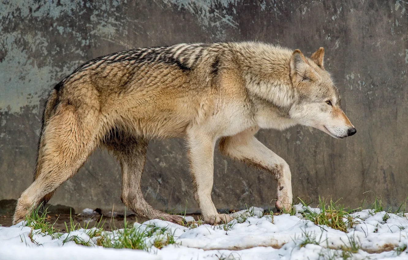 Фото обои nature, snow, predator, face, animal, wolf, wildlife, portrait