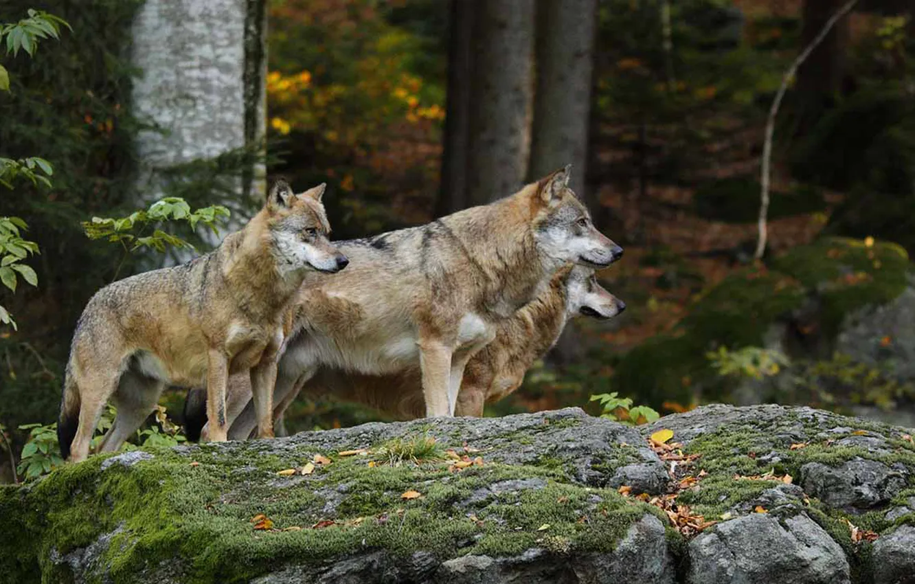 Фото обои nature, Gray Wolf, face, animal, wolf, canis lupus, wildlife, head