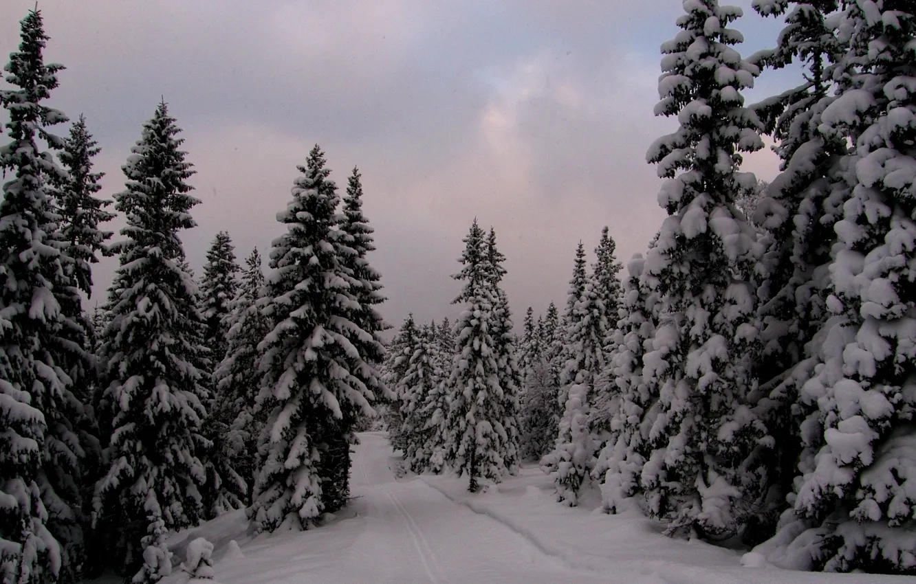 Фото обои зима, лес, снег, вечер, ели, мороз, Норвегия, forest