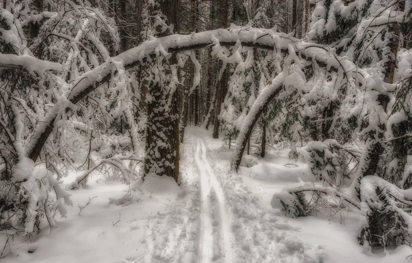 Фото обои зима, лес, снег, деревья, пейзаж, ветки, природа, лыжня
