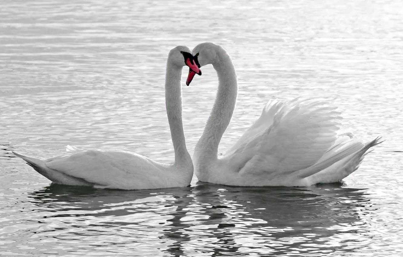 Фото обои вода, любовь, птицы, белые, лебеди