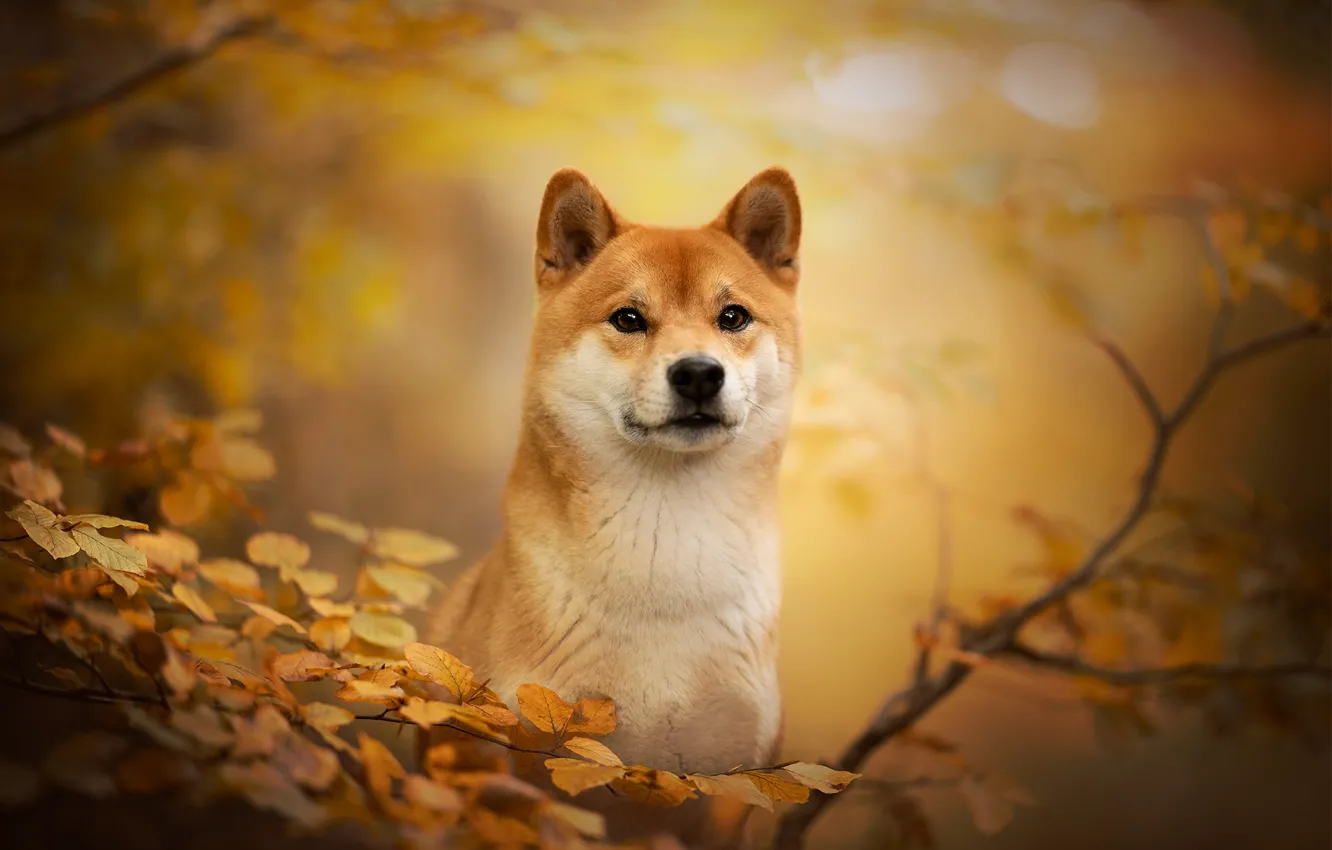 Фото обои осень, взгляд, морда, ветки, собака, боке, Сиба-ину