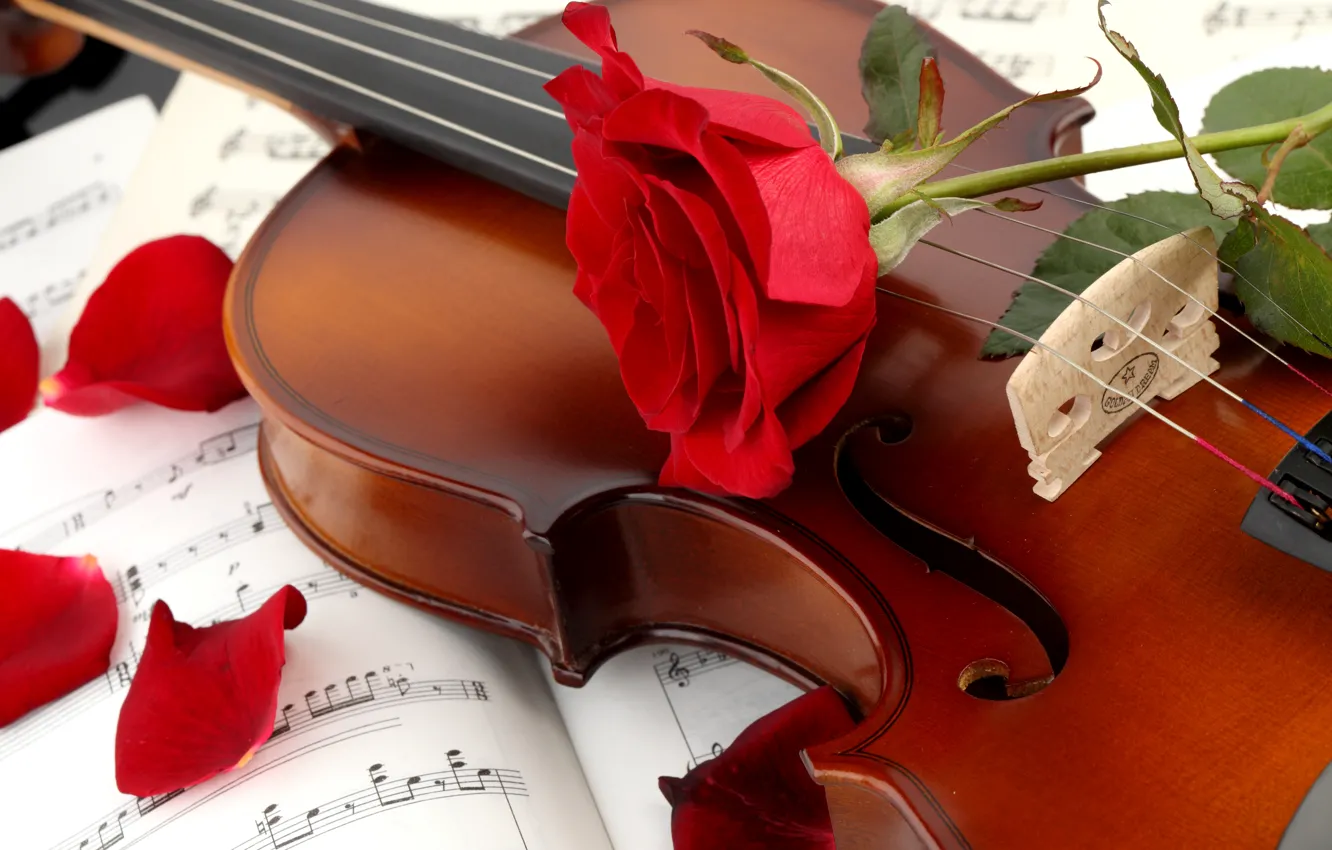Фото обои цветок, ноты, скрипка, роза, лепестки, красная