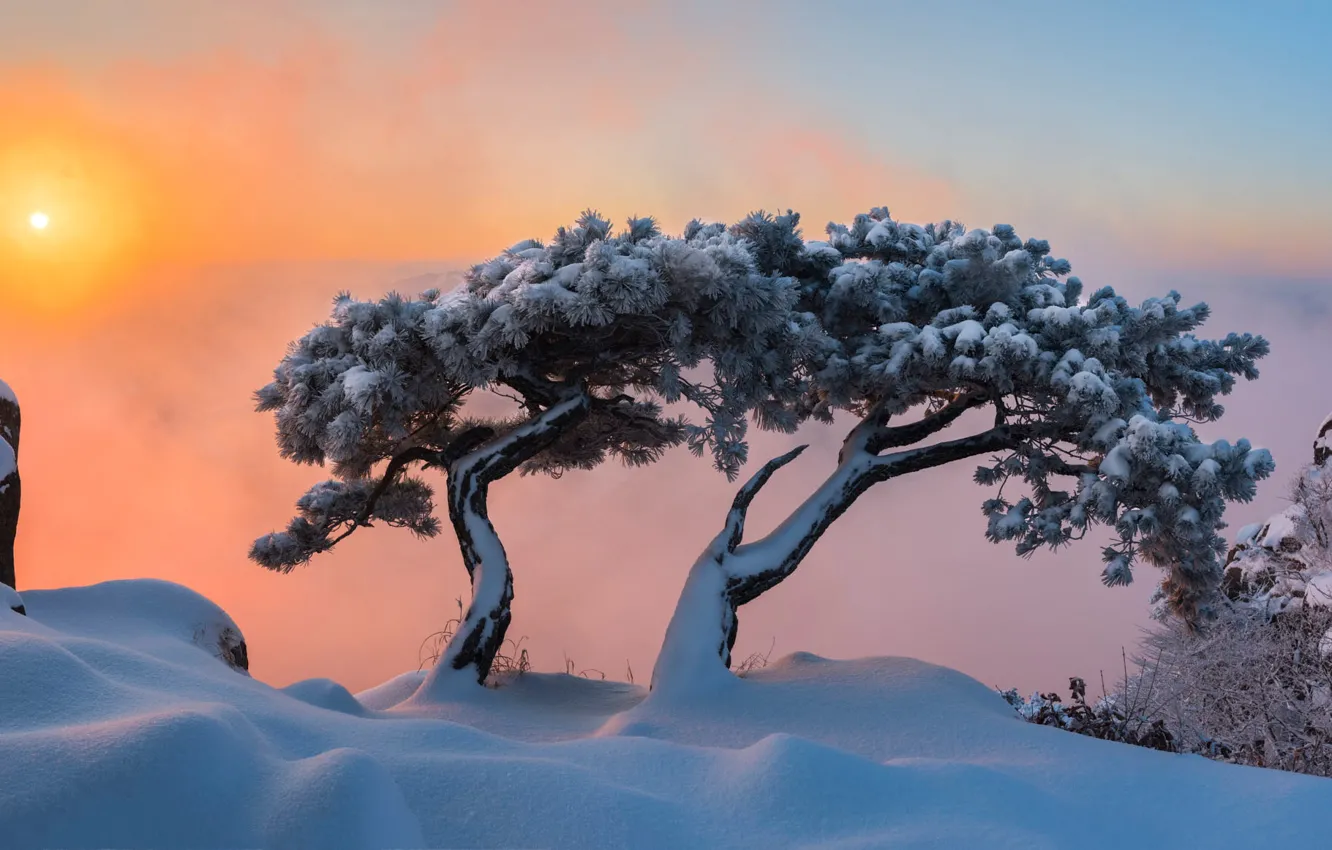 Фото обои зима, солнце, деревья, туман, рассвет, сугробы, сосны, сосна