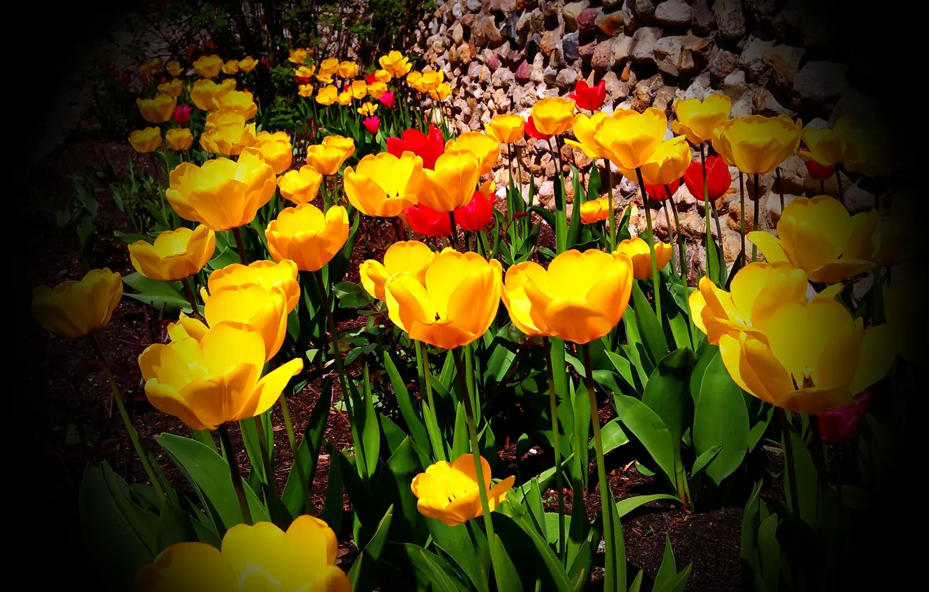 Фото обои цвета, Весна, тюльпаны, виньетка