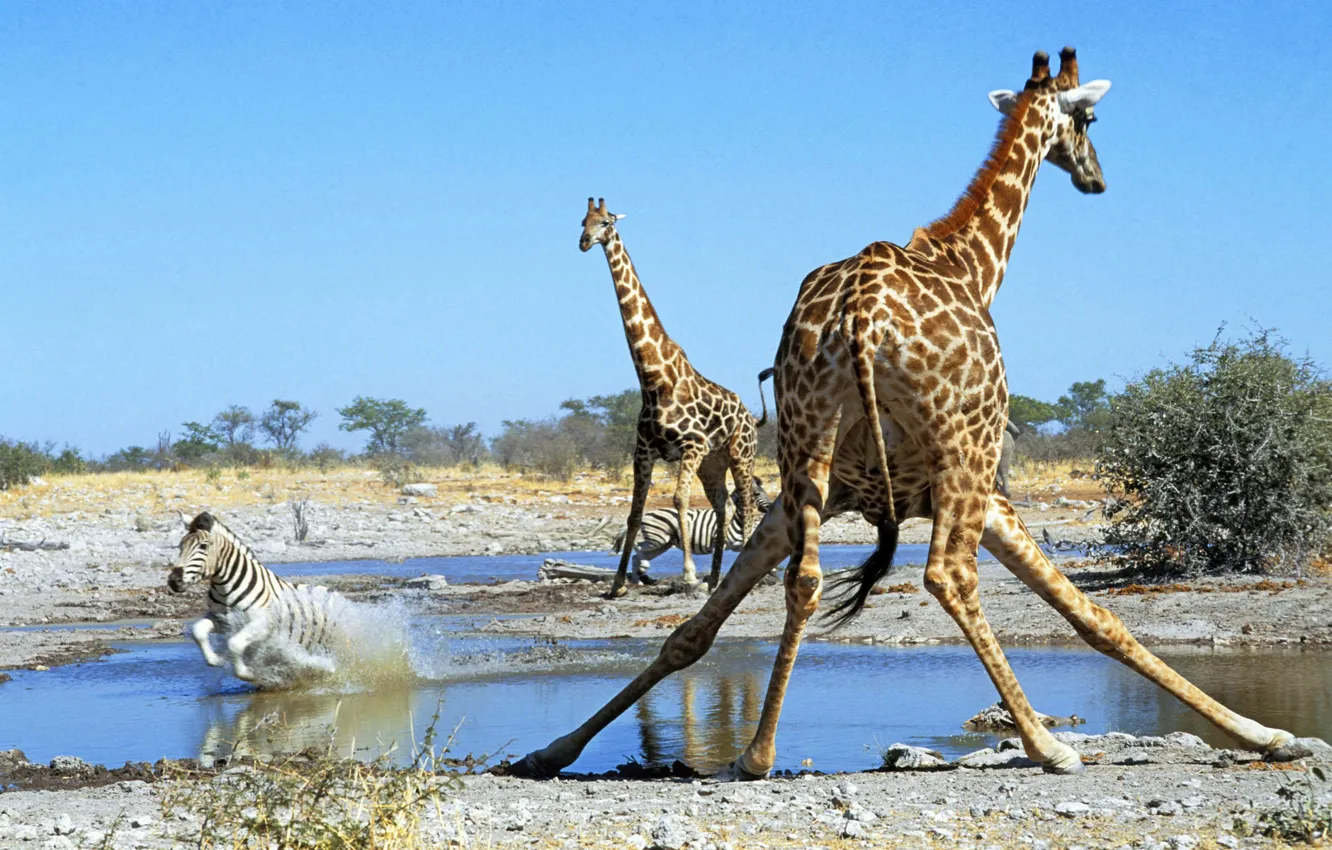 Фото обои жираф, зебра, саванна, африка, водопой