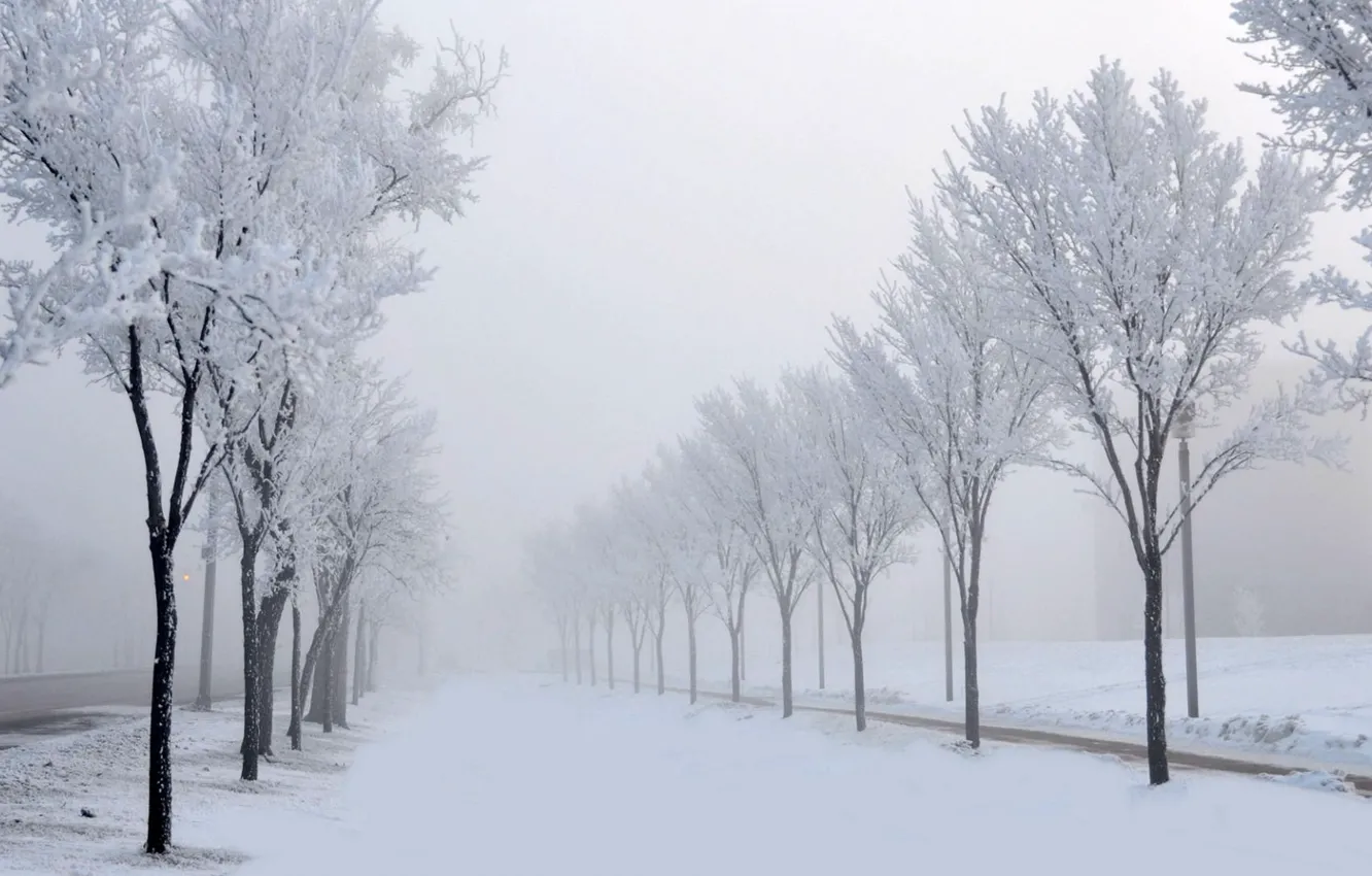 Фото обои зима, иней, дорога, снег, деревья, метель