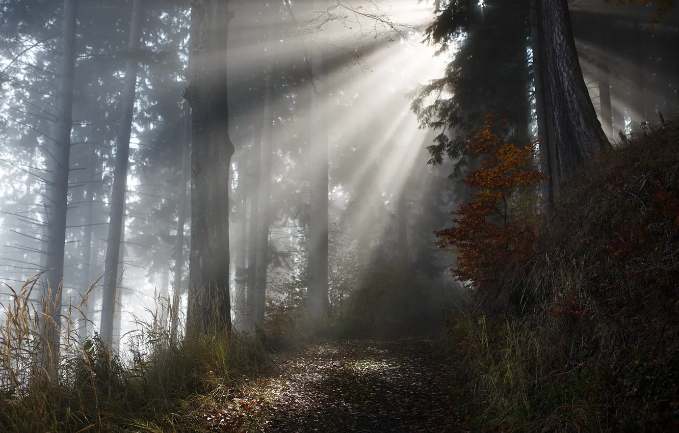 Фото обои осень, лес, свет, природа, туман