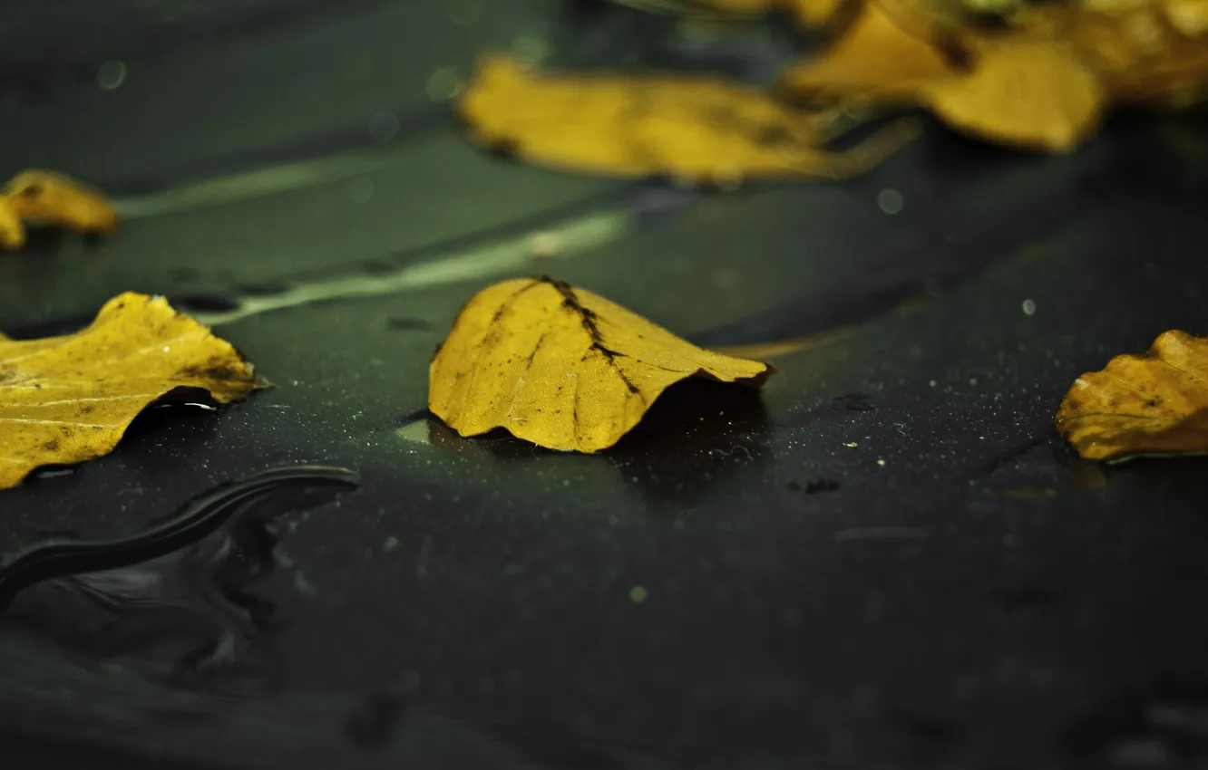 Фото обои осень, асфальт, листья, желтый, мокрый, дождь, Лист