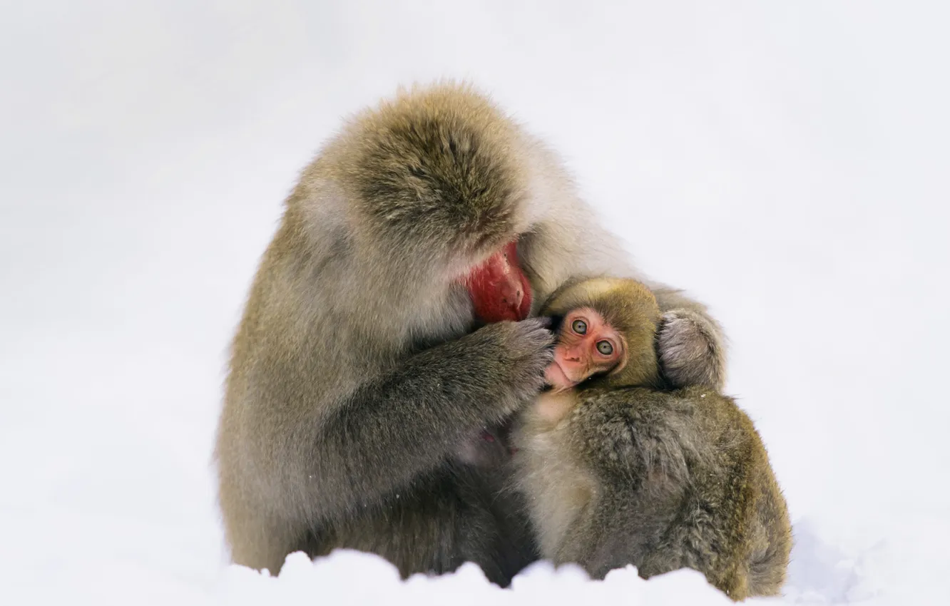 Фото обои шерсть, Япония, обезьяны, японский макак, остров Якусима