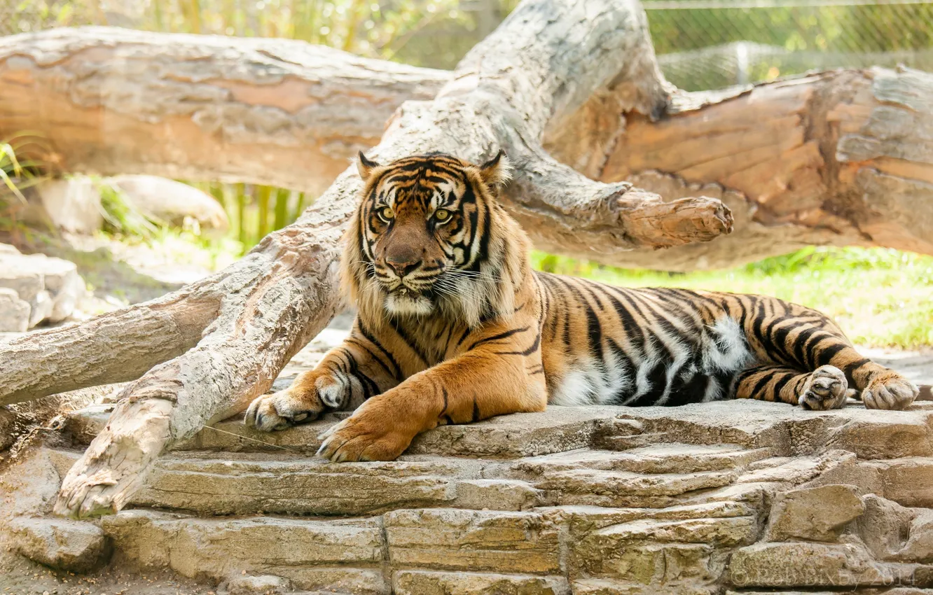 Фото обои морда, тигр, отдых, хищник, дикая кошка