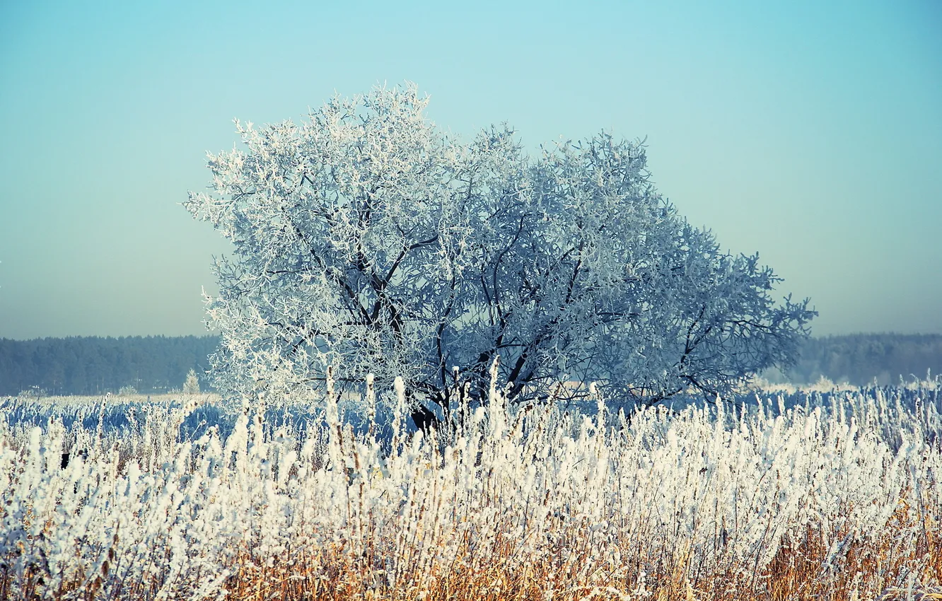 Фото обои зима, снег, дерево, камыш