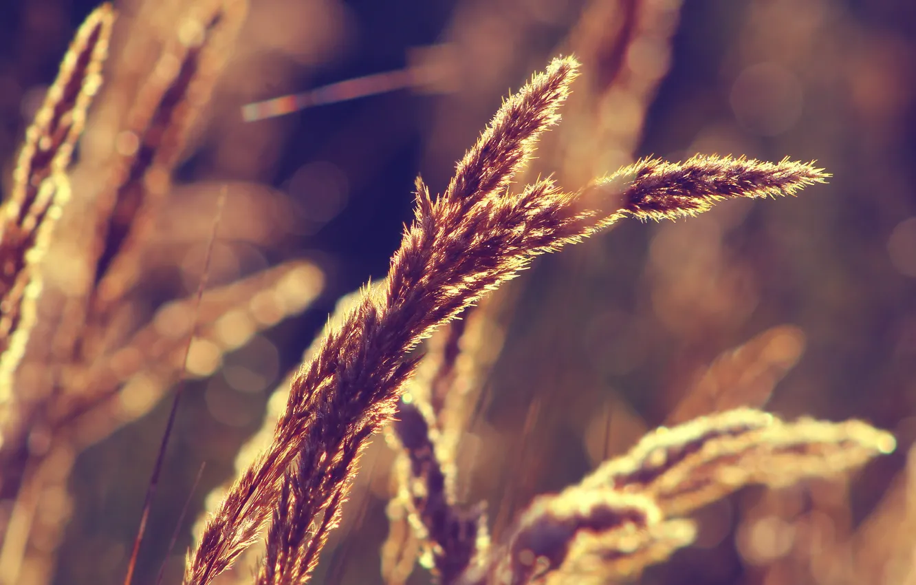 Фото обои grass, field, autumn