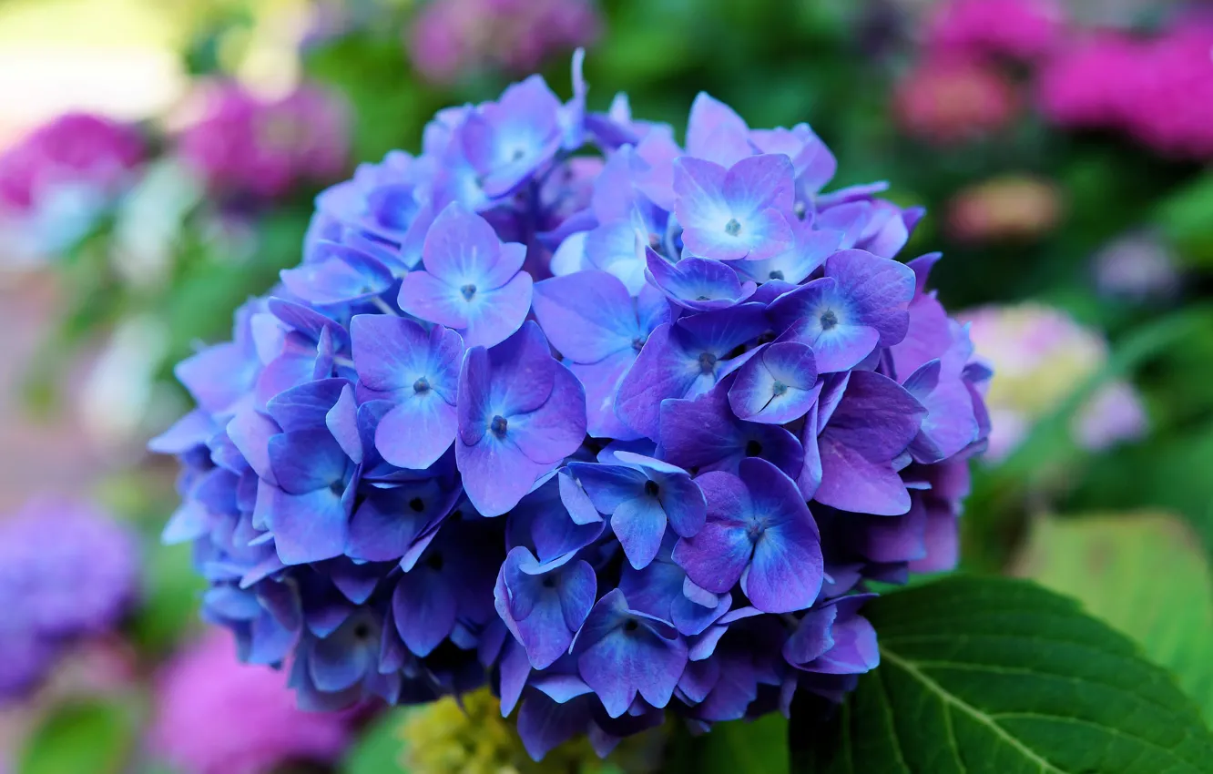 Фото обои цветок, листья, макро, синий, лепестки, соцветия, Гортензия