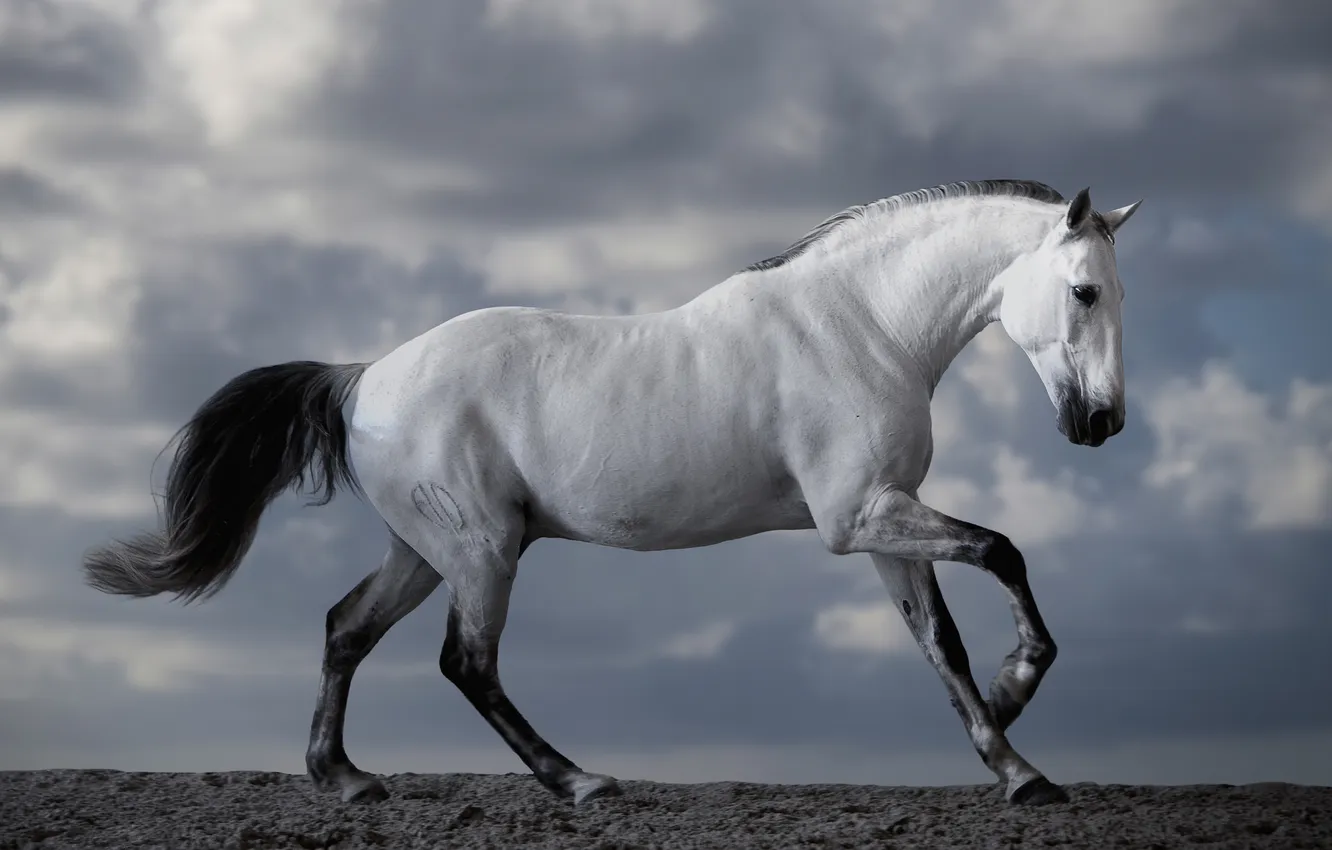 Фото обои white, beautiful, horse, majesty