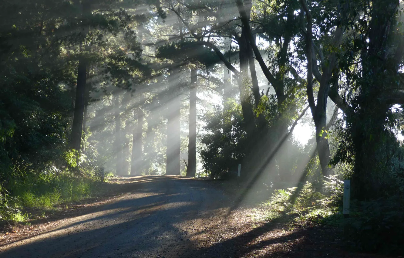 Фото обои дорога, лес, солнце, свет, природа
