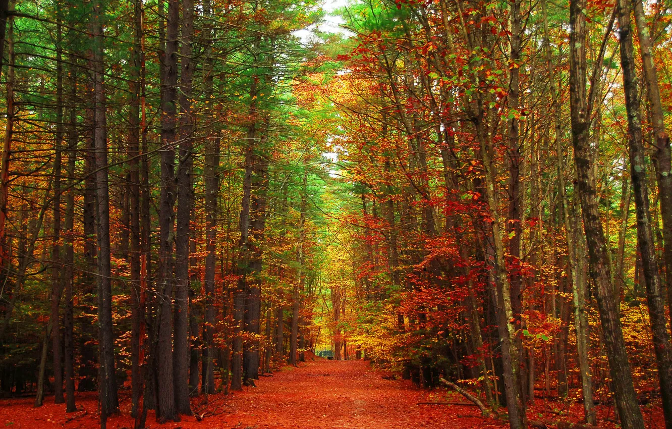 Фото обои дорога, осень, лес, листья, деревья, парк, аллея
