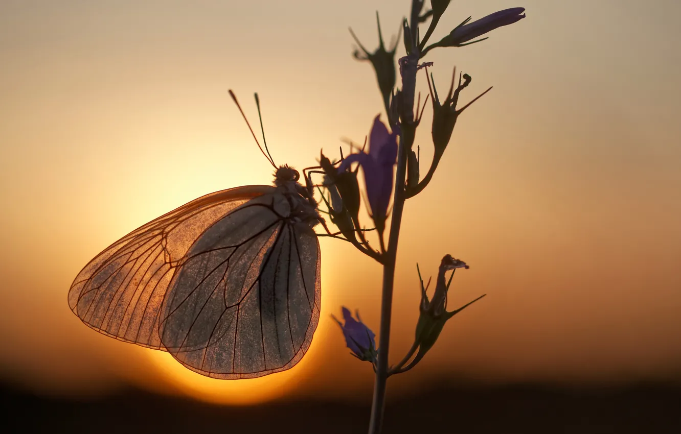 Фото обои солнце, макро, бабочка, ветка, вечер, боке