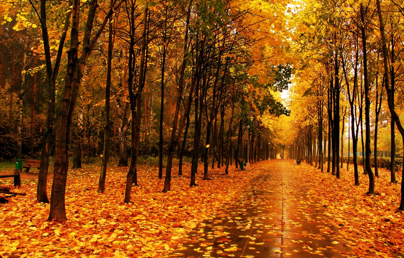 Фото обои листья, деревья, парк, Осень, аллея