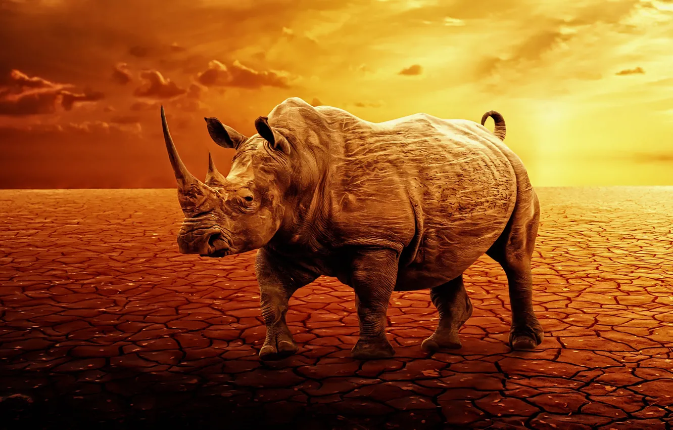 Фото обои закат, рендеринг, пустыня, носорог