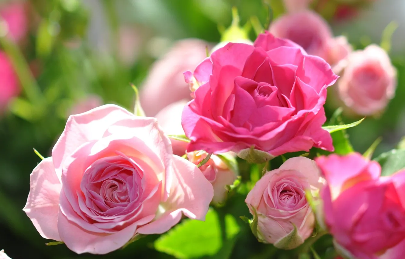Фото обои цветы, розовый, розы