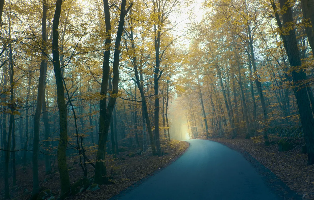 Фото обои дорога, осень, лес, туман, Twilight, by Robin De Blanche