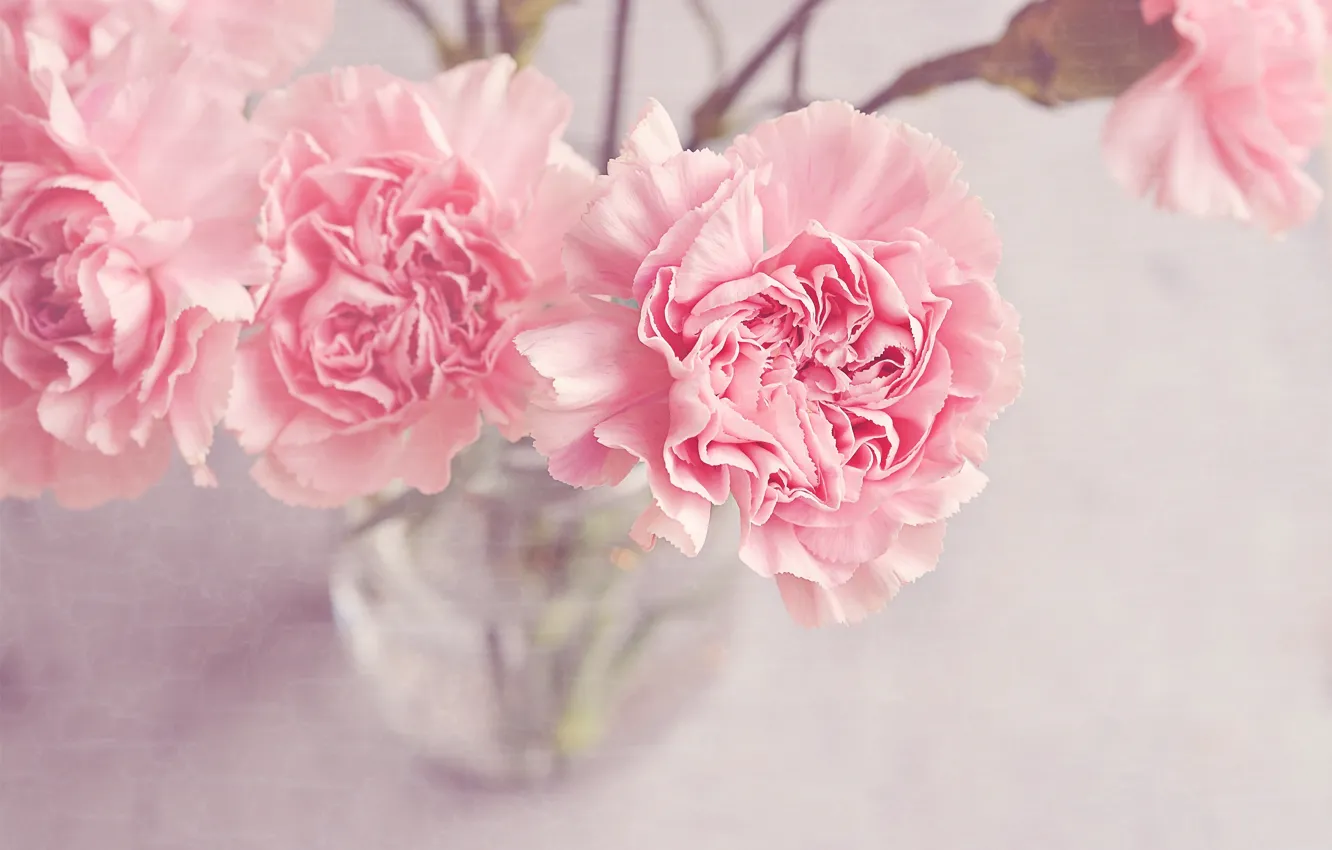 Фото обои цветы, ваза, гвоздики