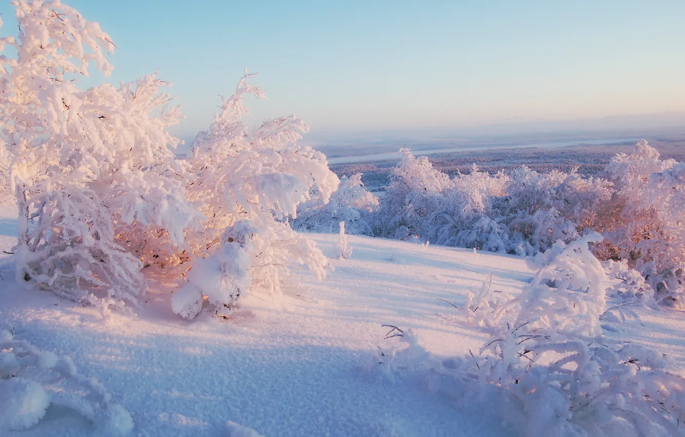Фото обои зима, небо, свет, снег, деревья, горизонт, солнечный
