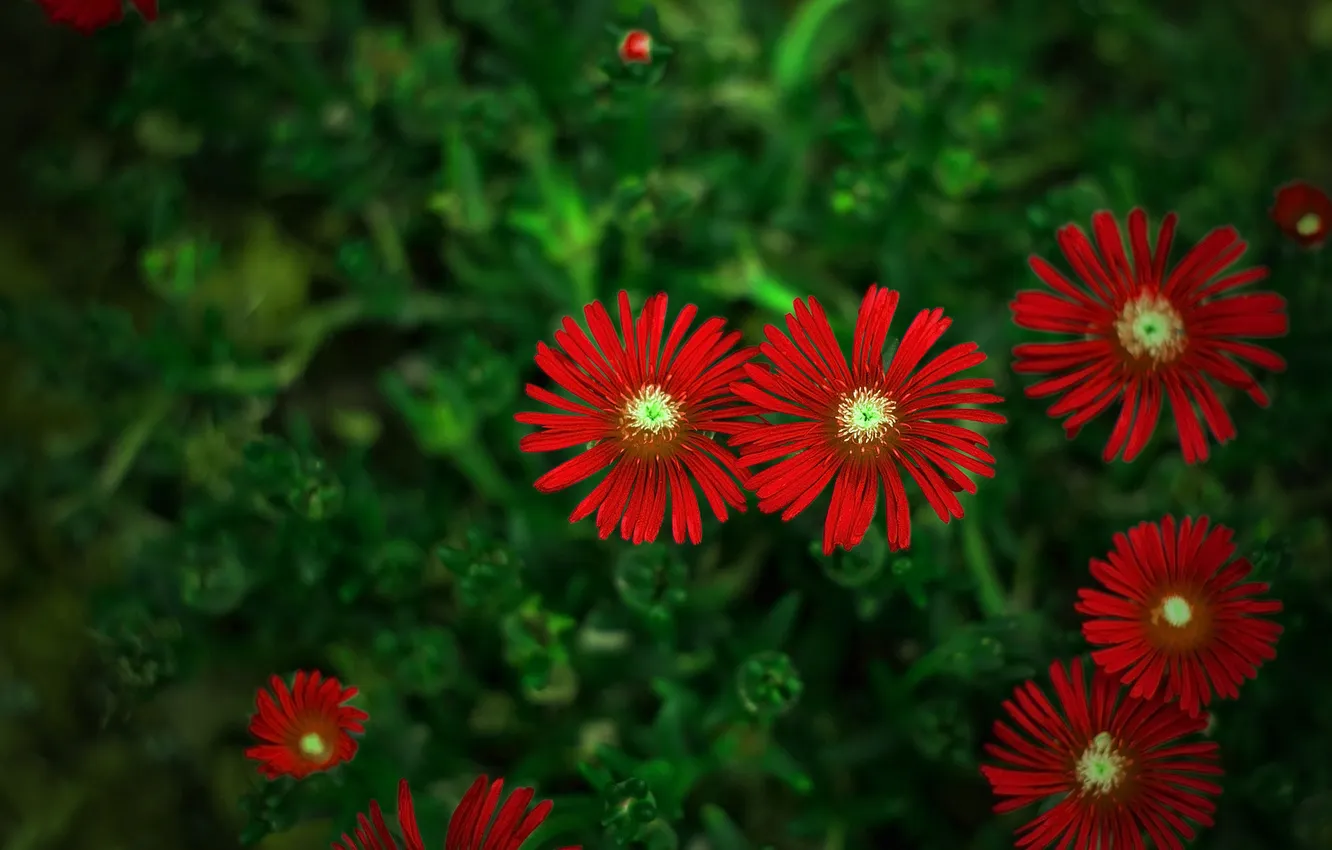 Фото обои зелень, цветы, размытость, красные