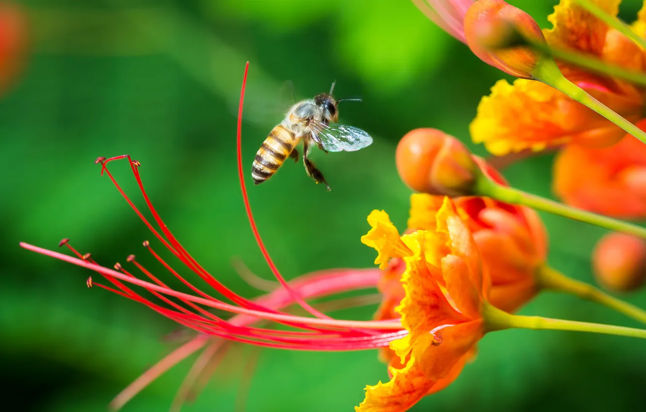 Фото обои зелень, цветы, нектар, пчела, фокус, насекомое