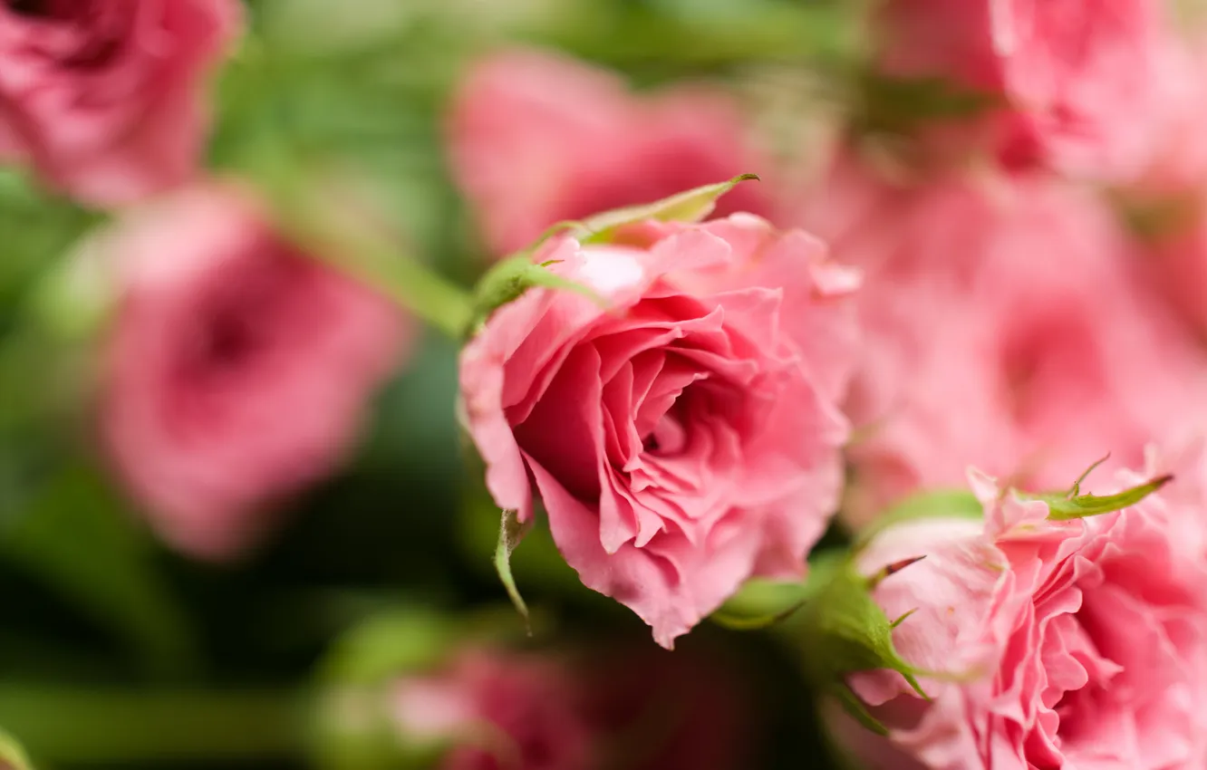 Фото обои макро, цветы, розы, лепестки, розовые