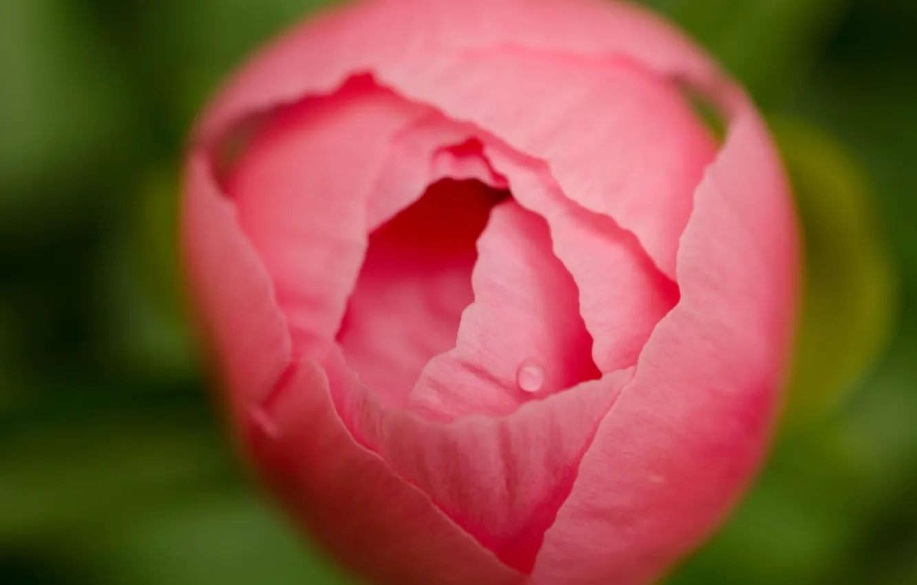 Фото обои цветок, макро, розовый, бутон, пион