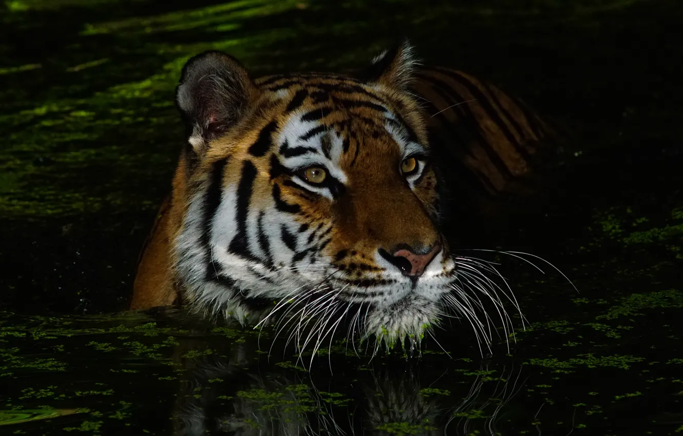 Фото обои усы, взгляд, морда, вода, ночь, тигр, темнота, темный фон