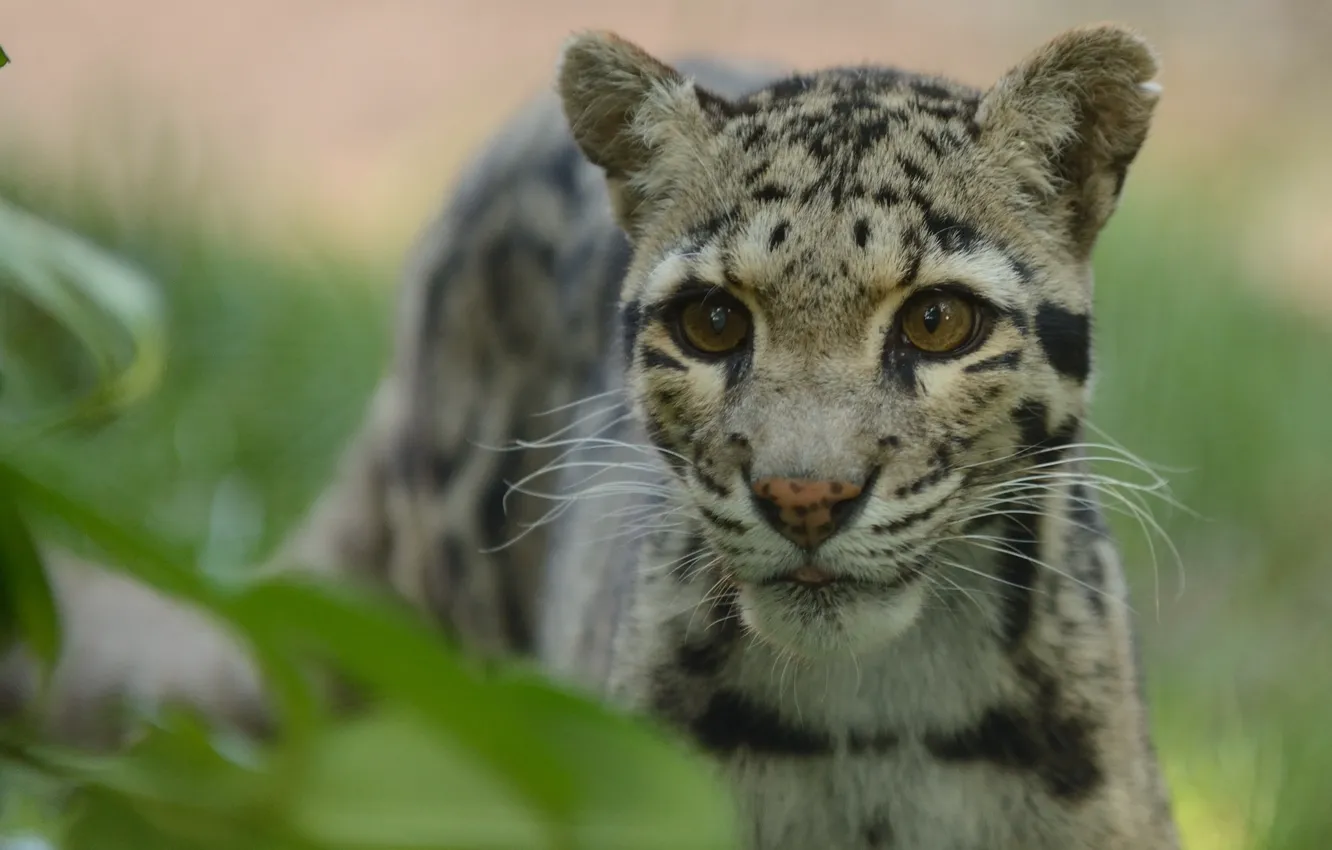 Фото обои взгляд, хищник, дымчатый леопард, © Anne-Marie Kalus