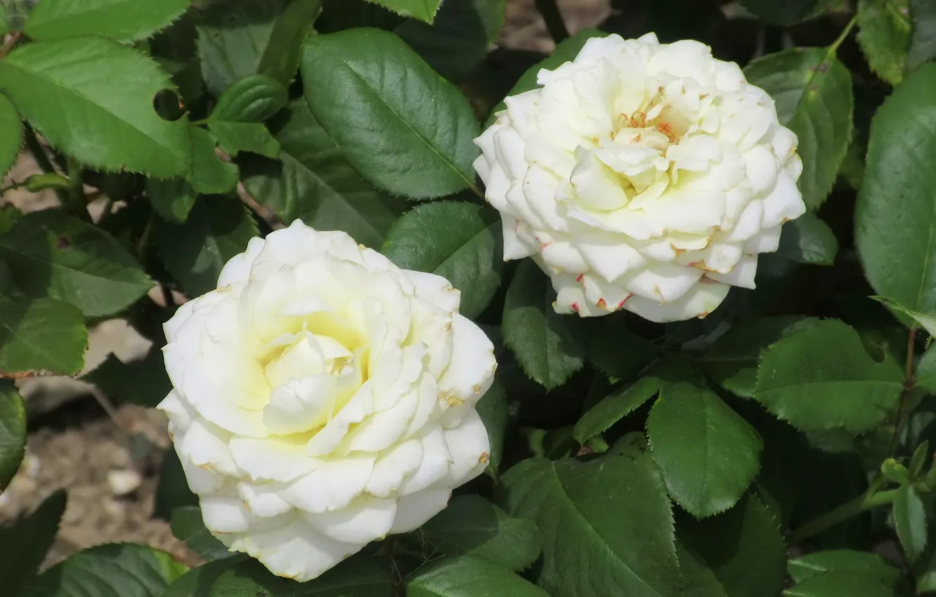 Фото обои розы, пара, белые розы, Meduzanol ©