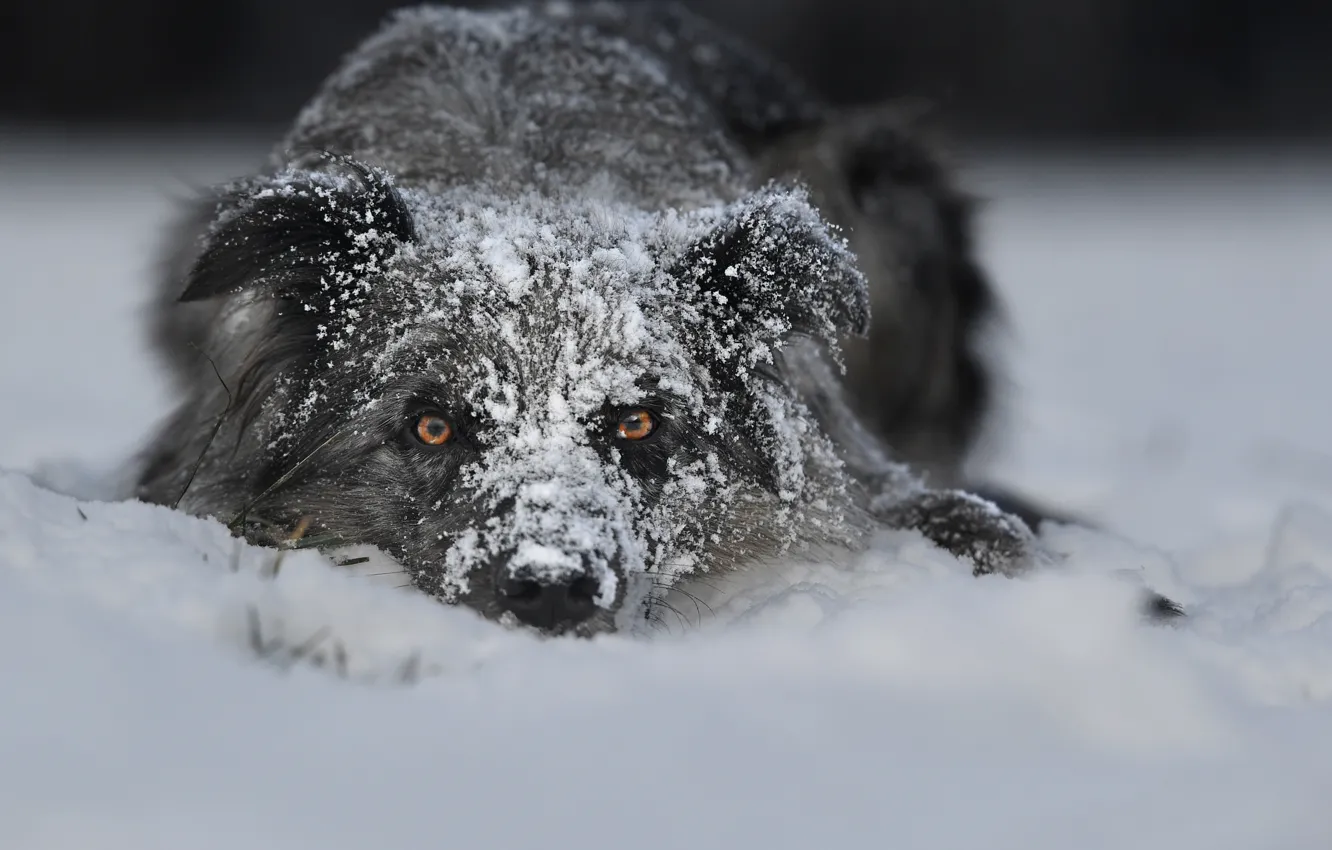 Фото обои зима, взгляд, морда, снег, собака