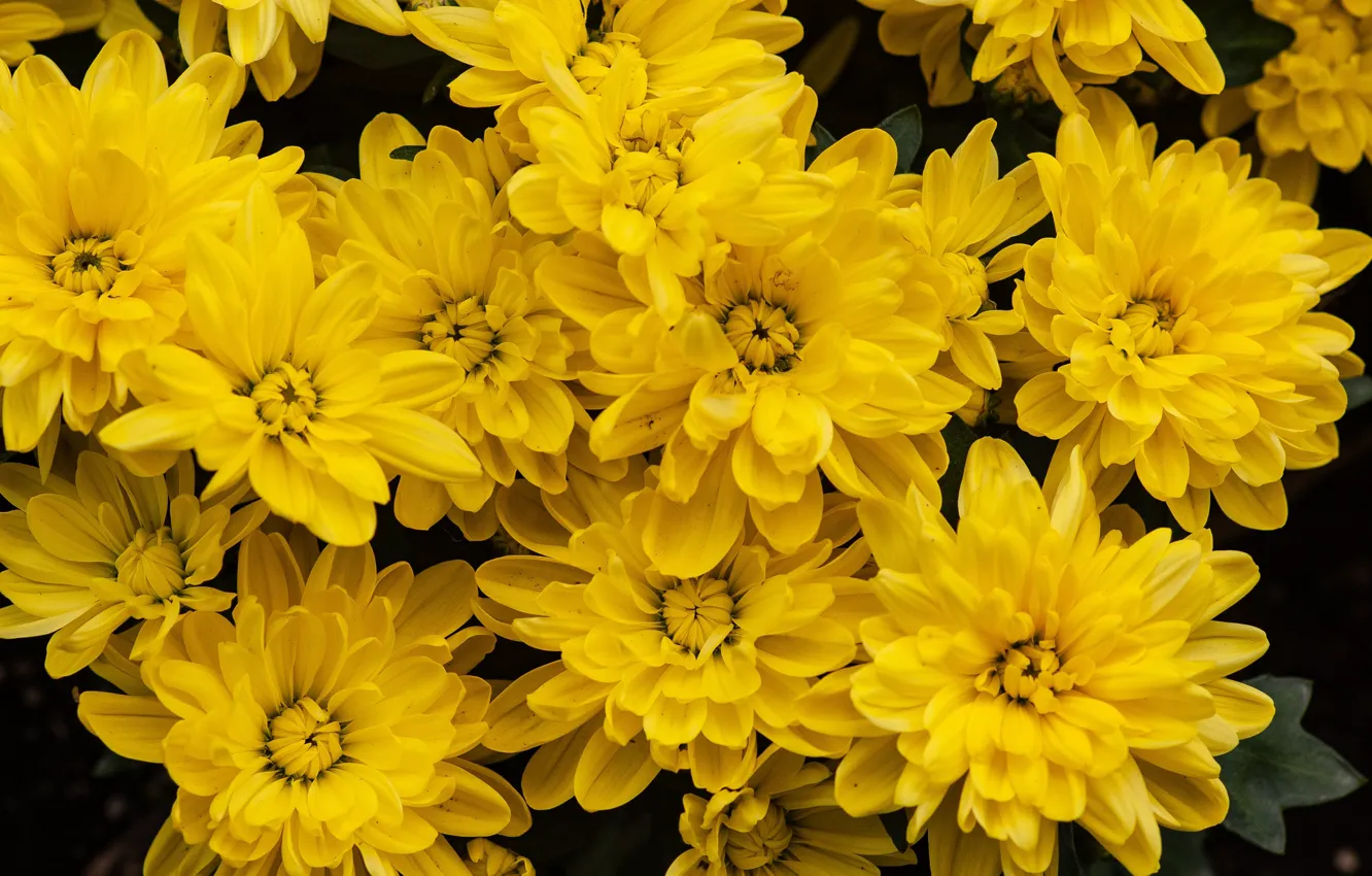 Фото обои цветы, желтые, сад, хризантемы, много