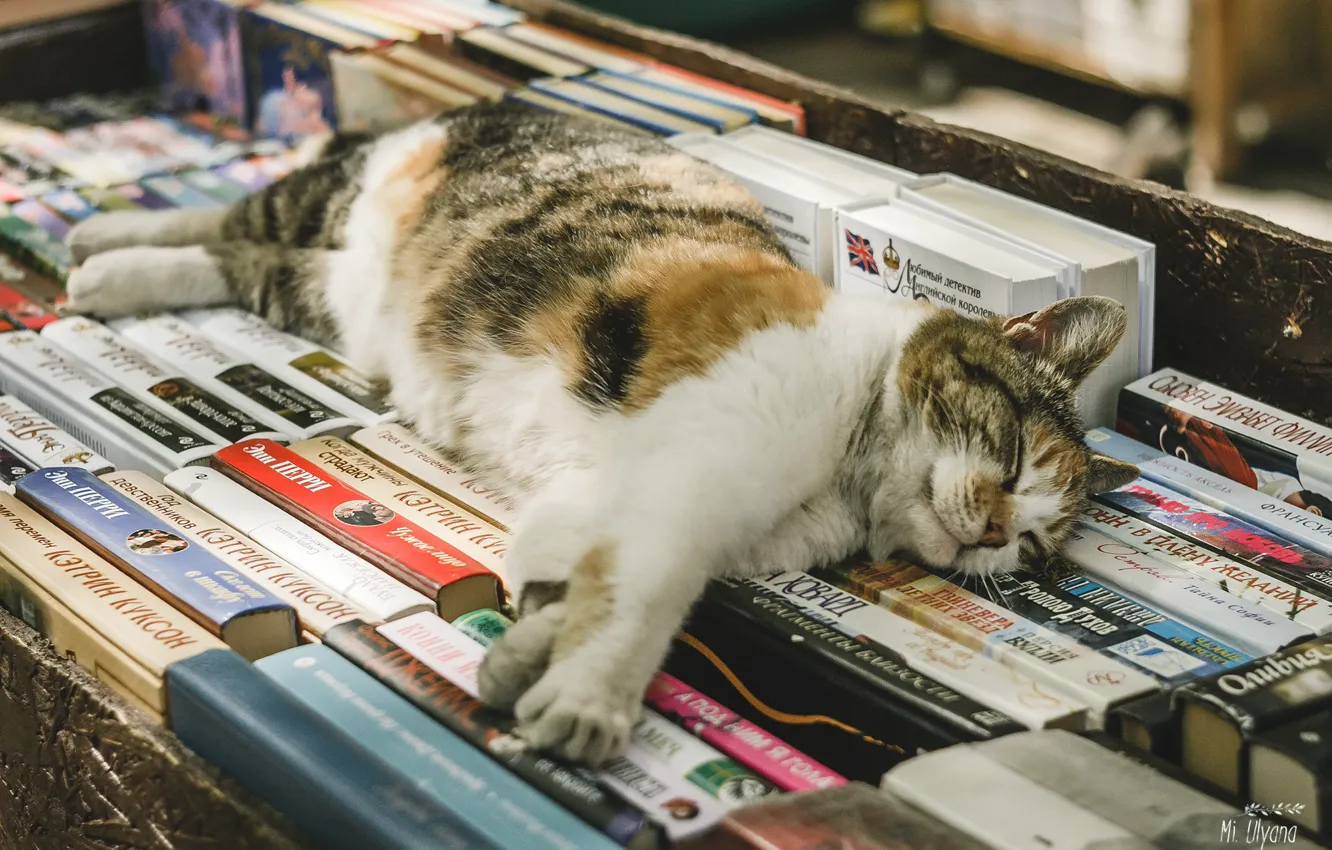 Фото обои кошка, книги, спит, Ульяна Мизинова