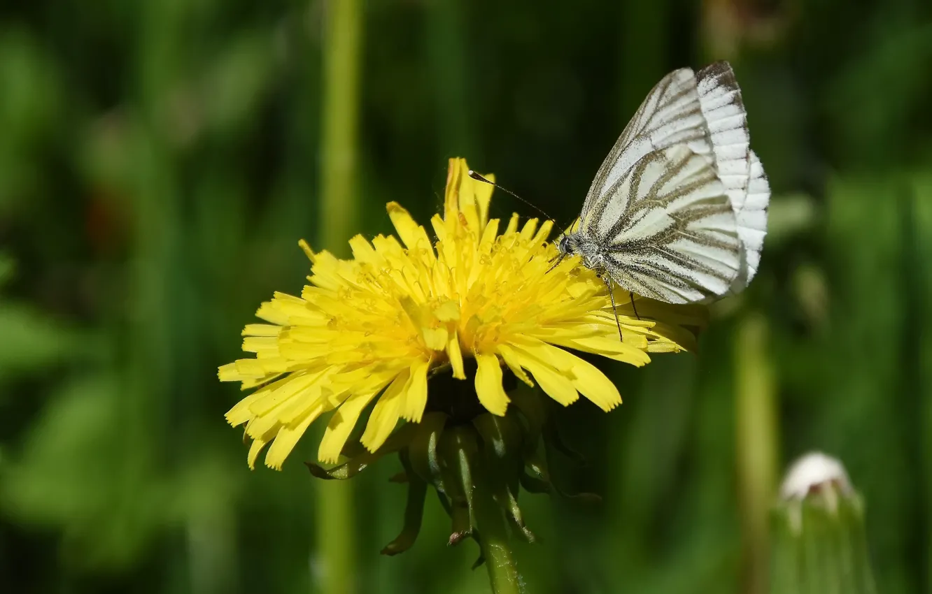 Фото обои макро, природа, бабочка, весна