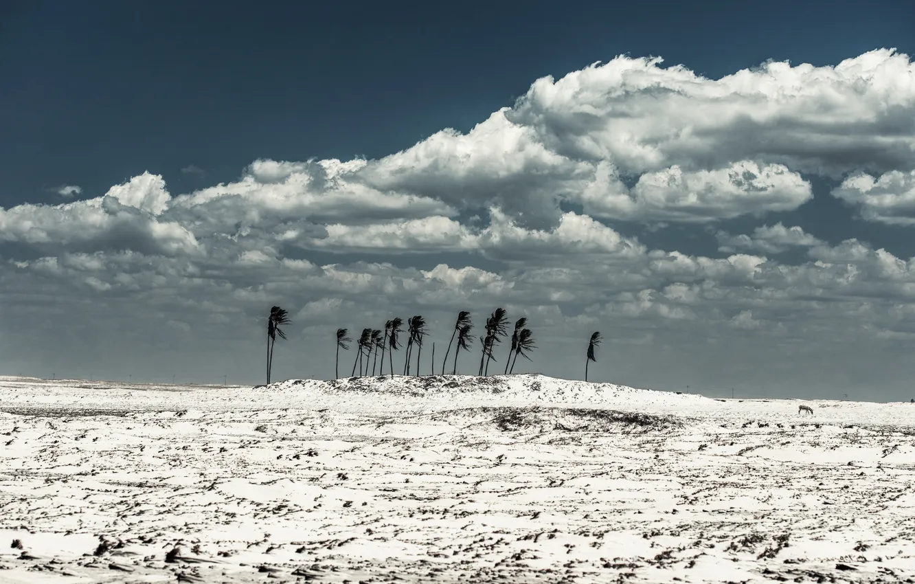 Фото обои песок, облака, ветер, осел, кокосовые пальмы